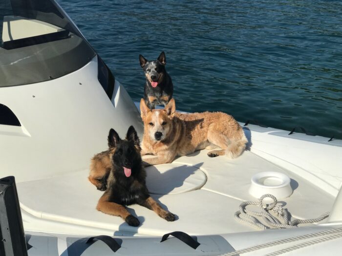 Gestione cane sulla barca