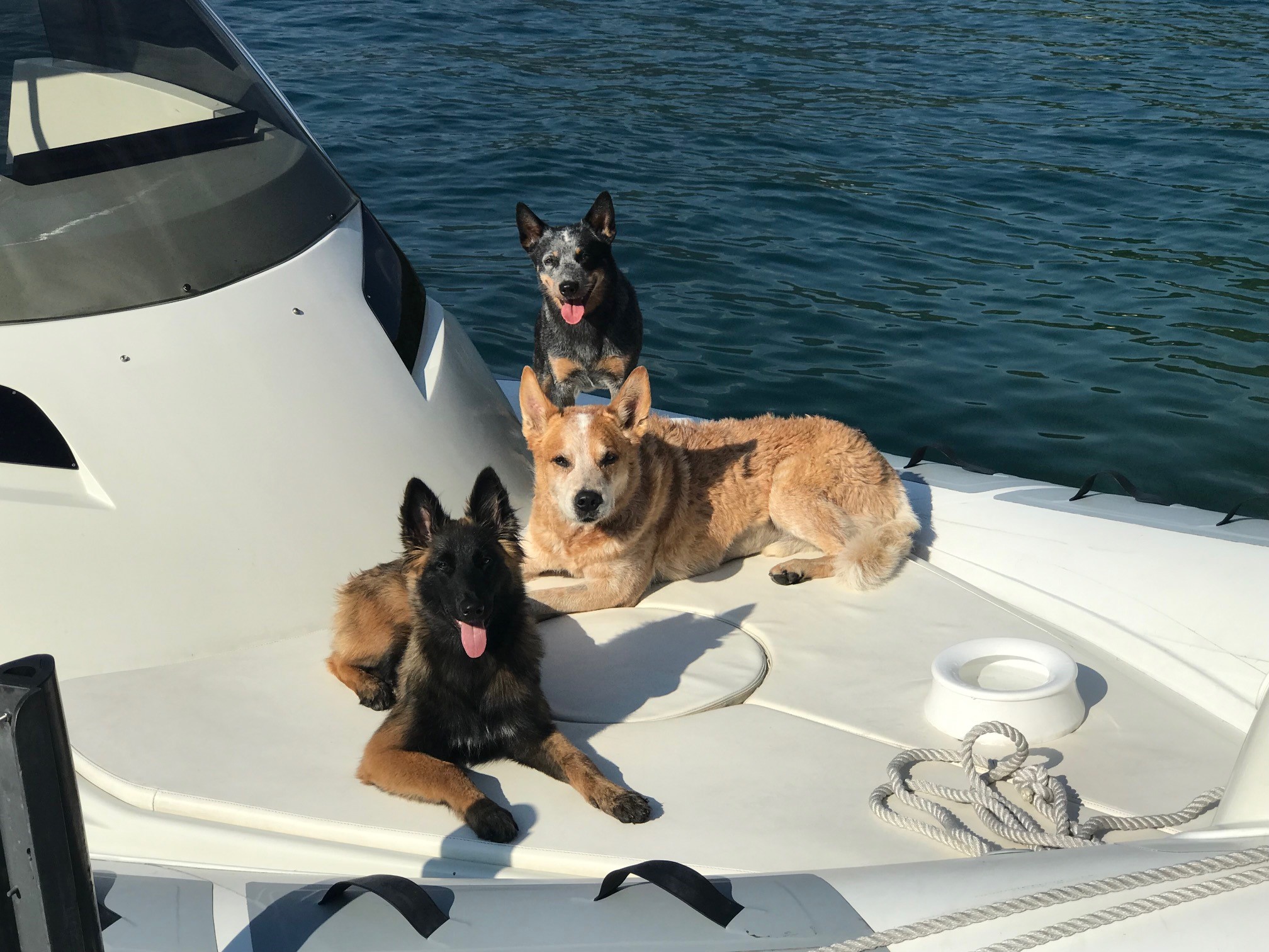 Corso destinato ai cani dei proprietari di barche per saper gestire gli aspetti della navigazione